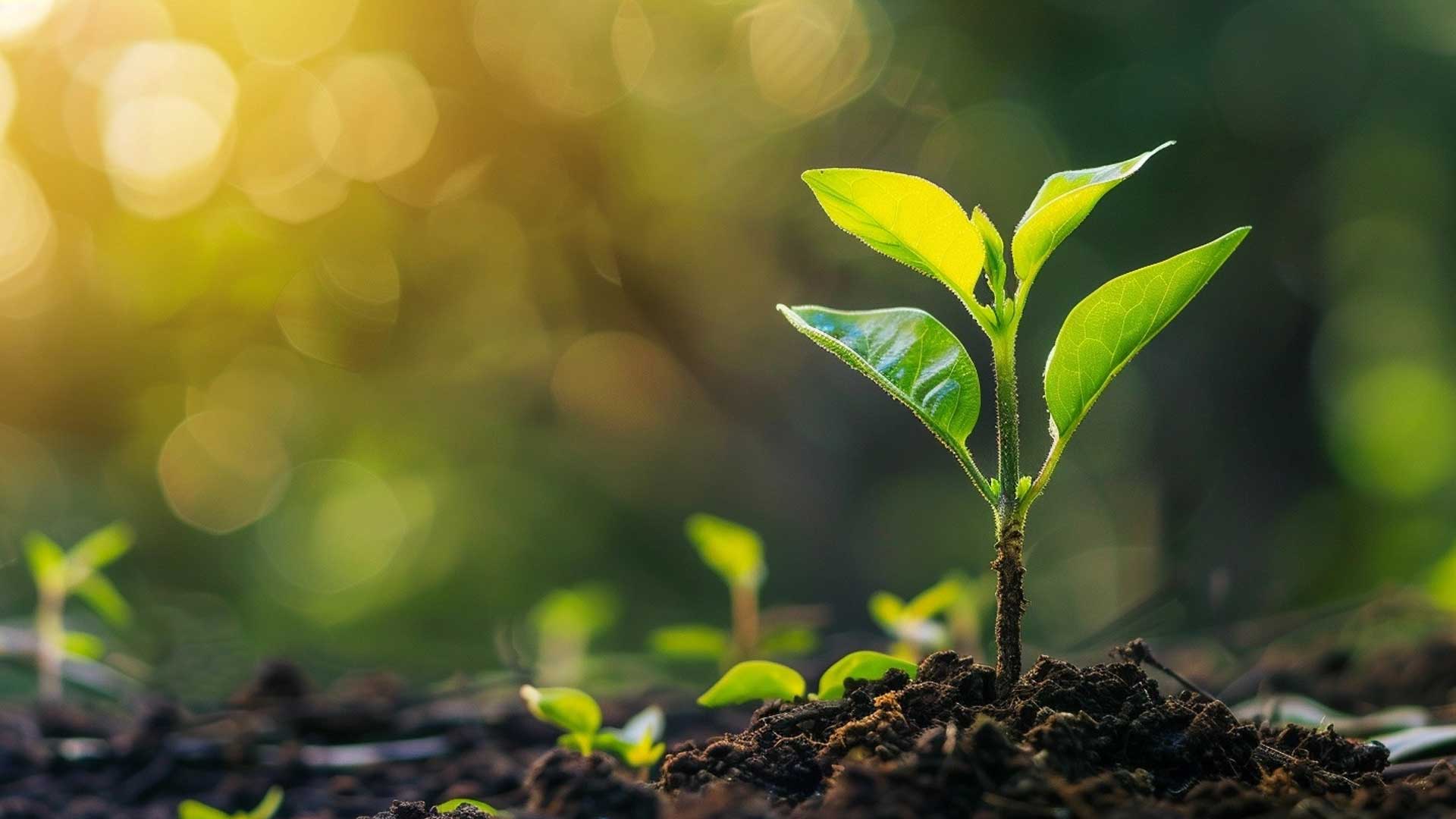 Small plant