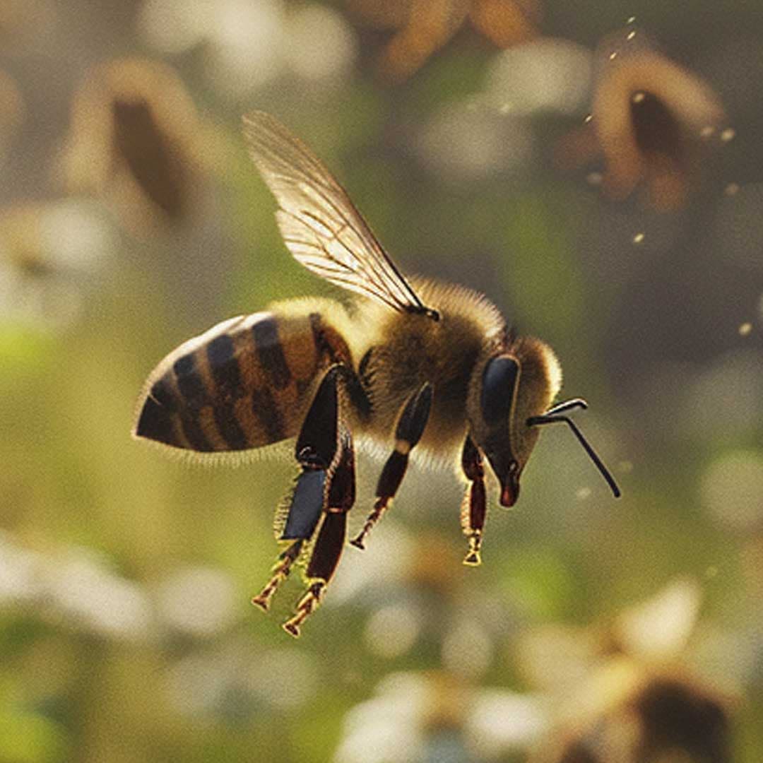 Swarm of bees
