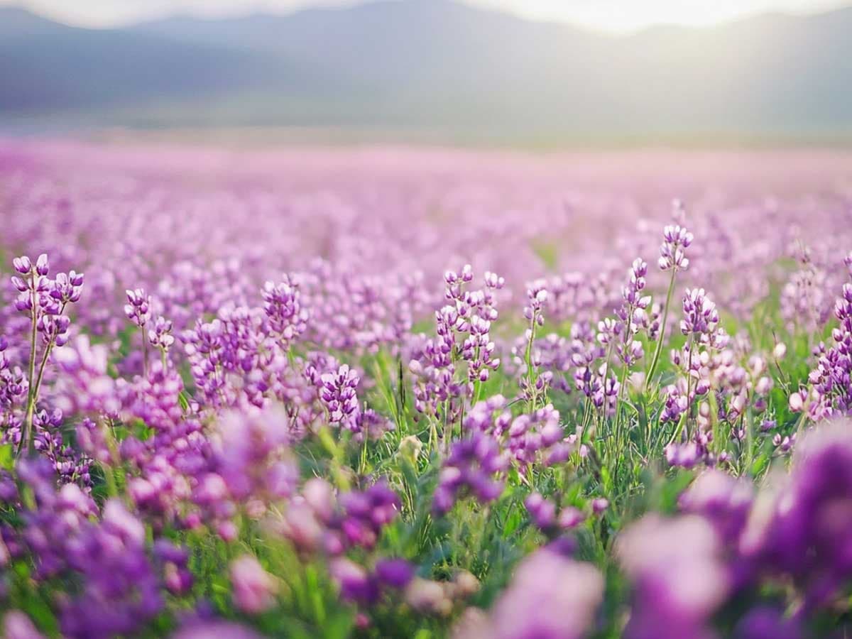 Alfalfa flowers