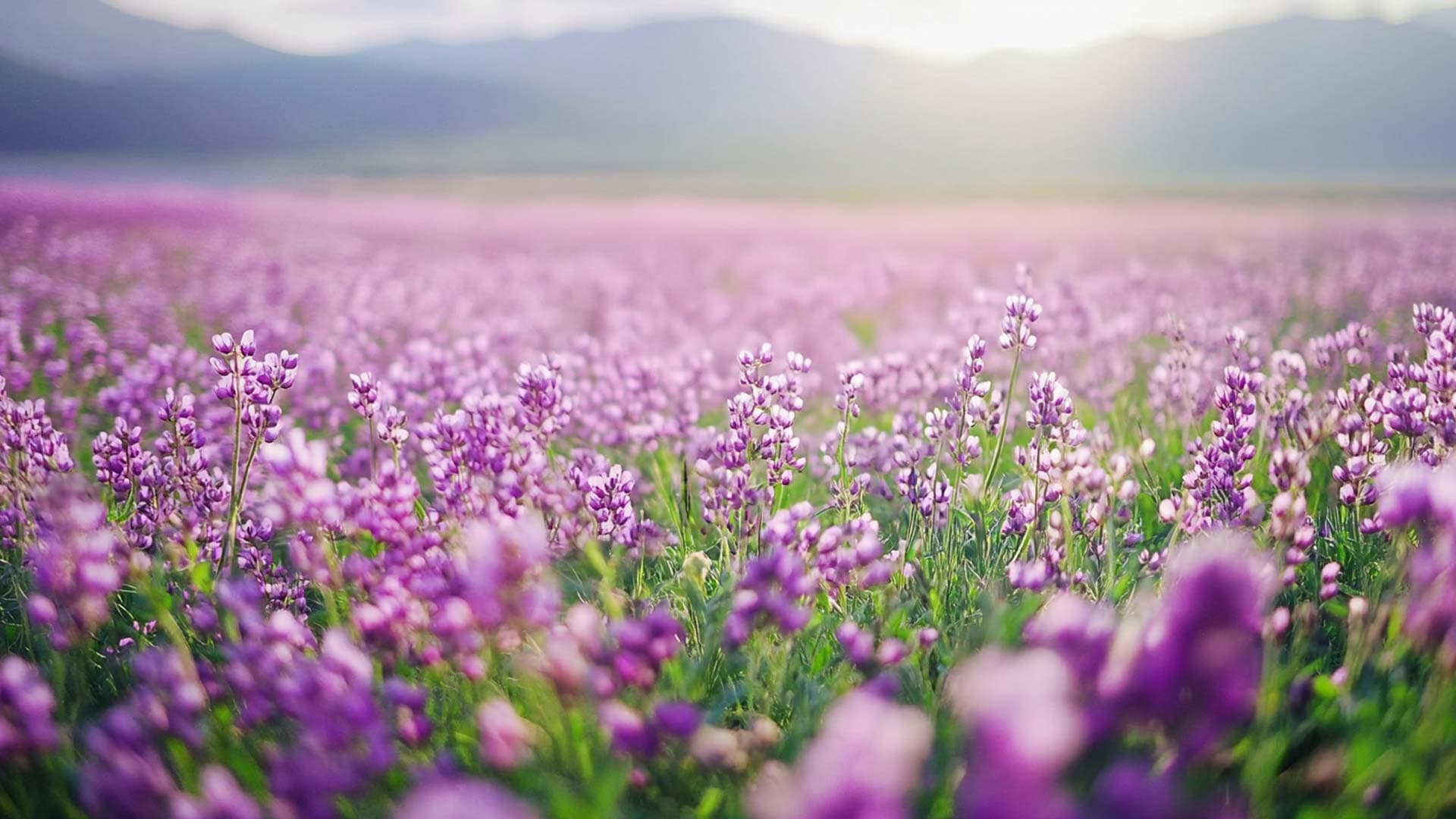Alfalfa flowers