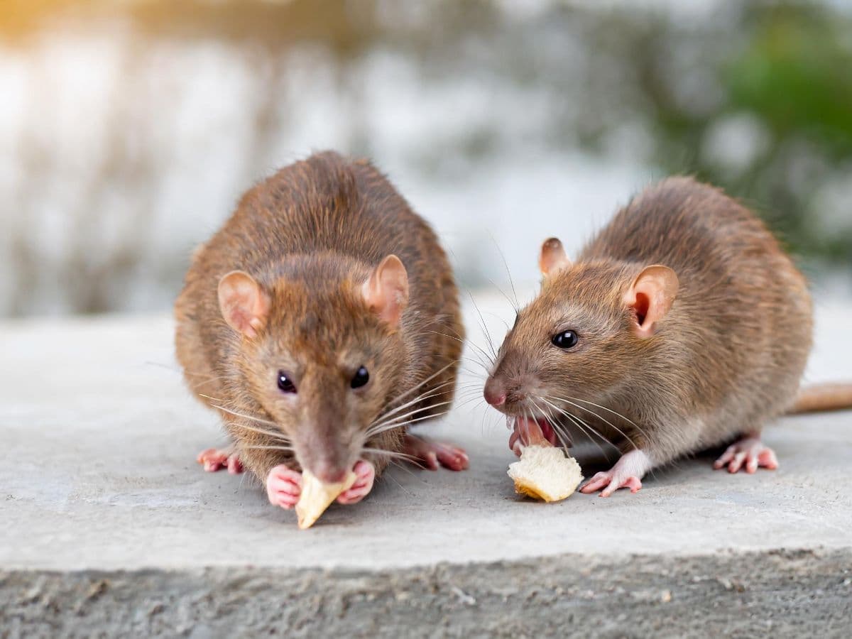 Mice