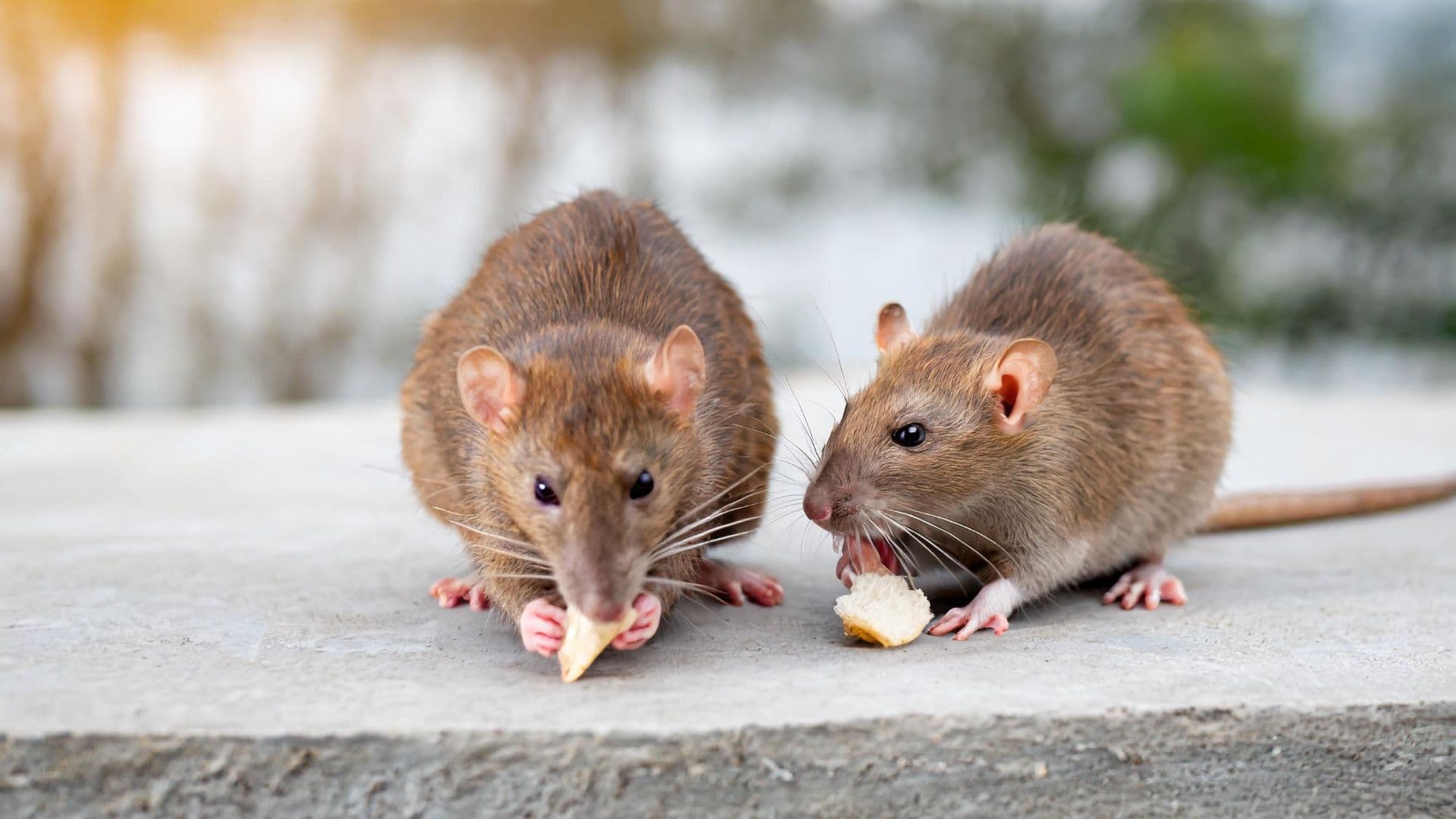 Mice