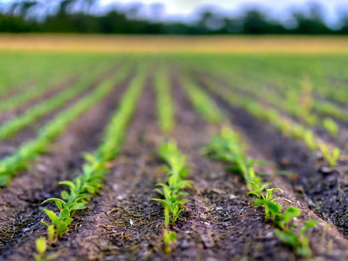 Crops in a field