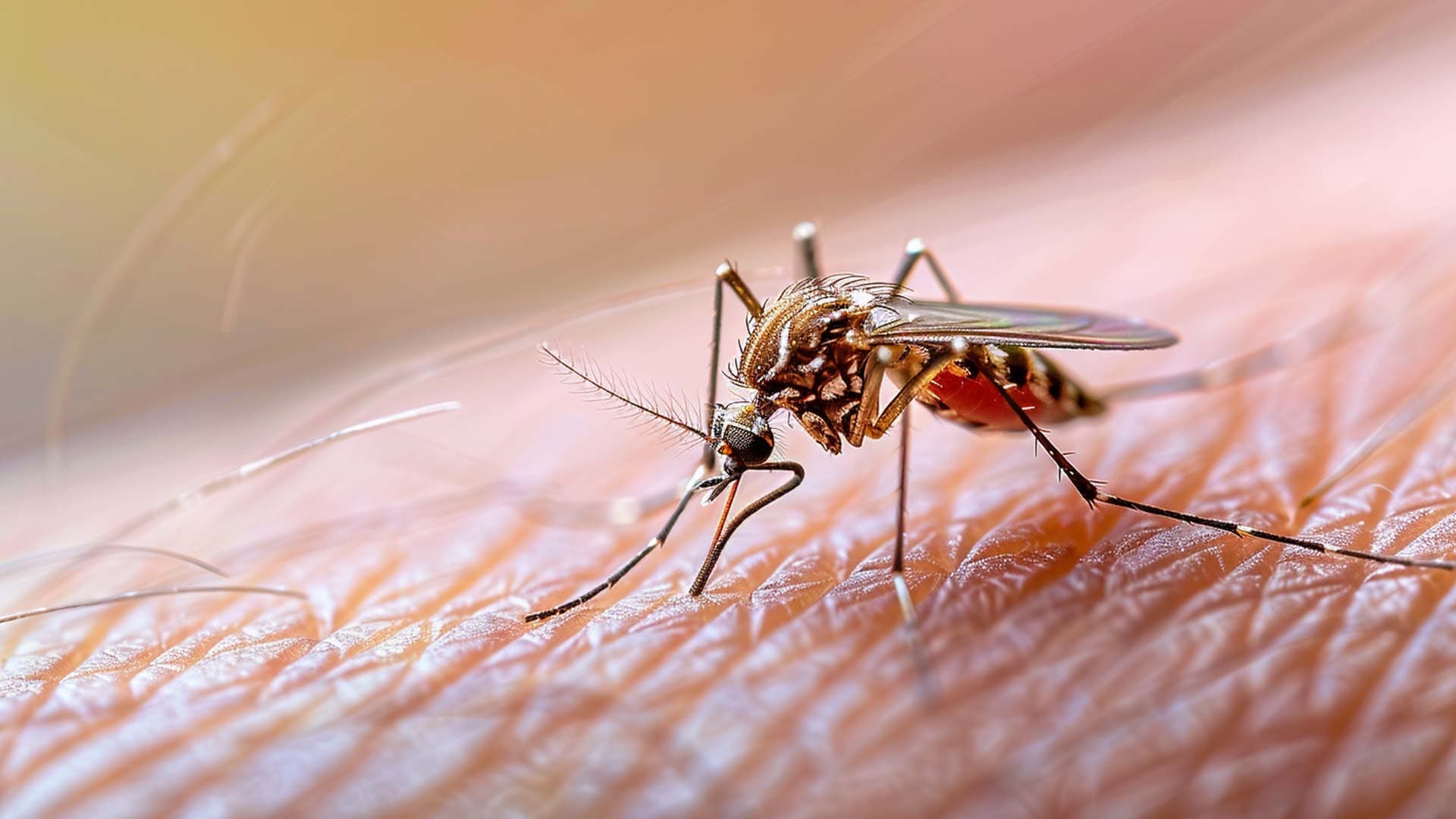 Mosquito on an arm