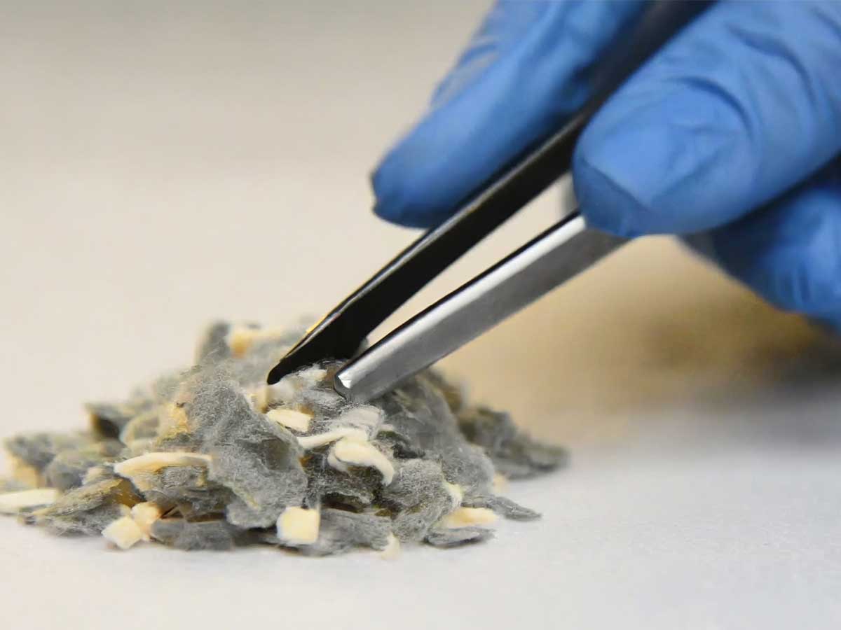 Blue glove with tweezers holding asbestos
