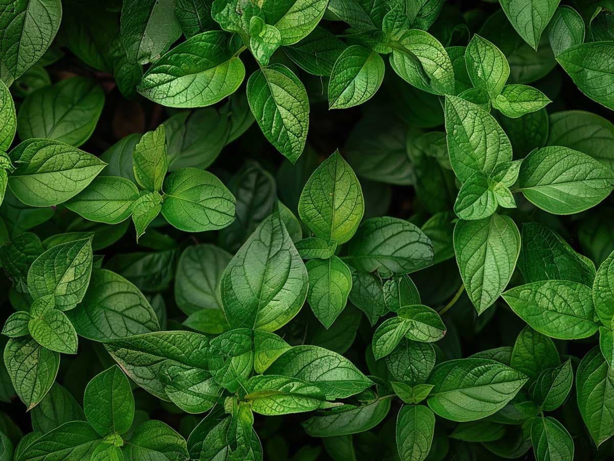 Broadleaf weeds