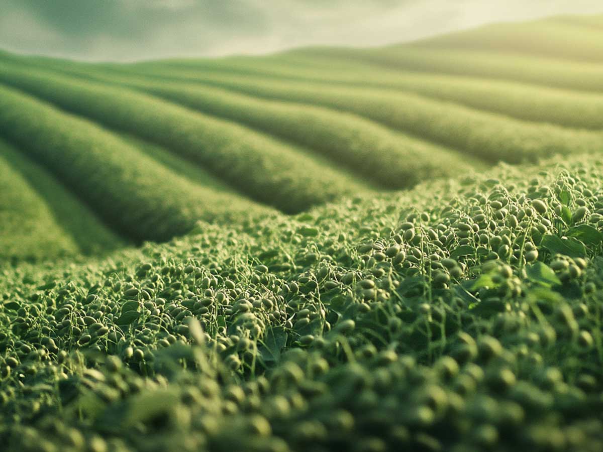 Soy crops