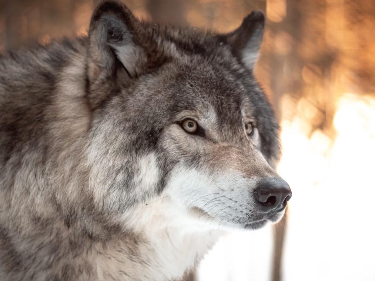 An American wolf in the snow