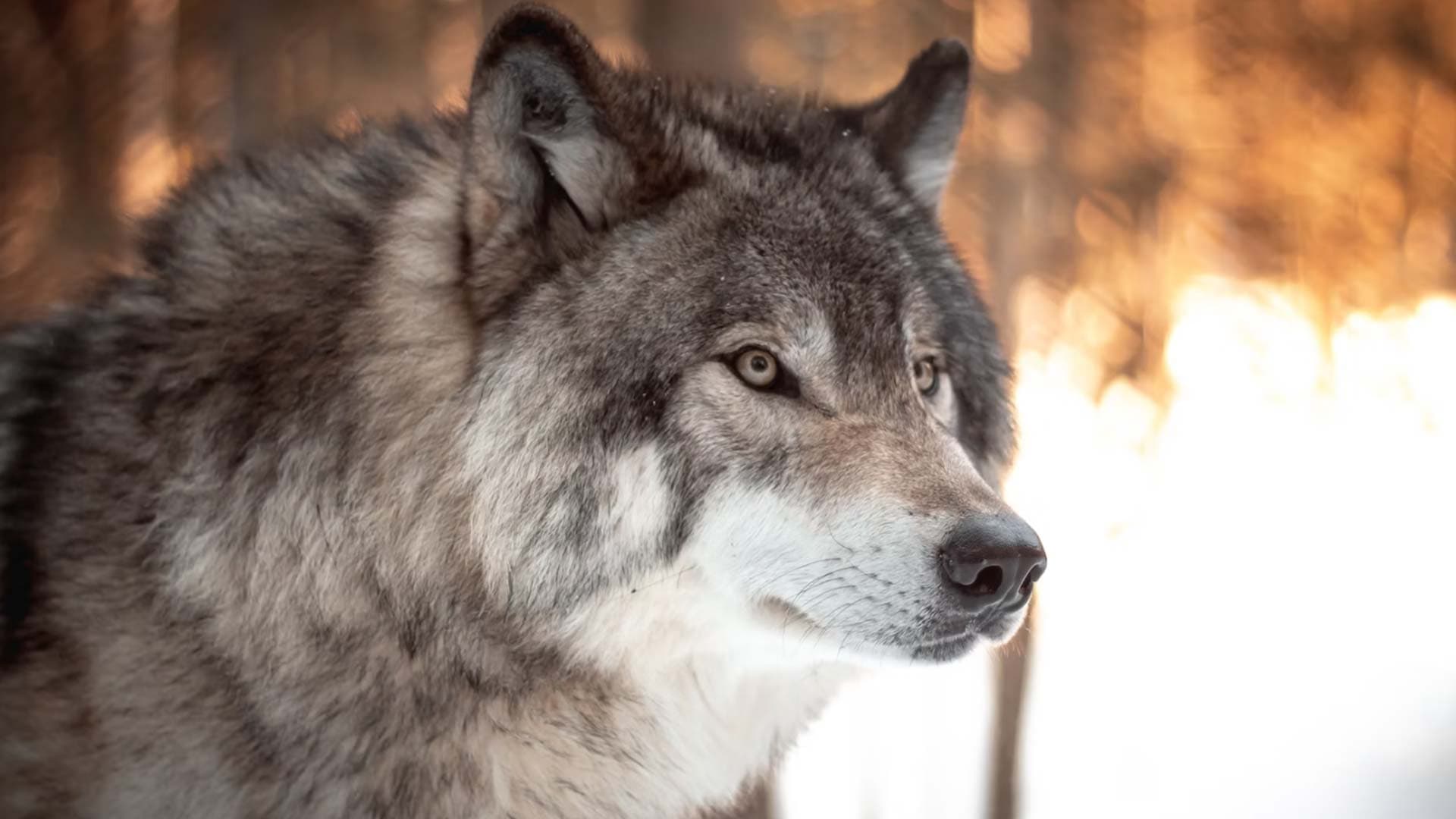 An American wolf in the snow