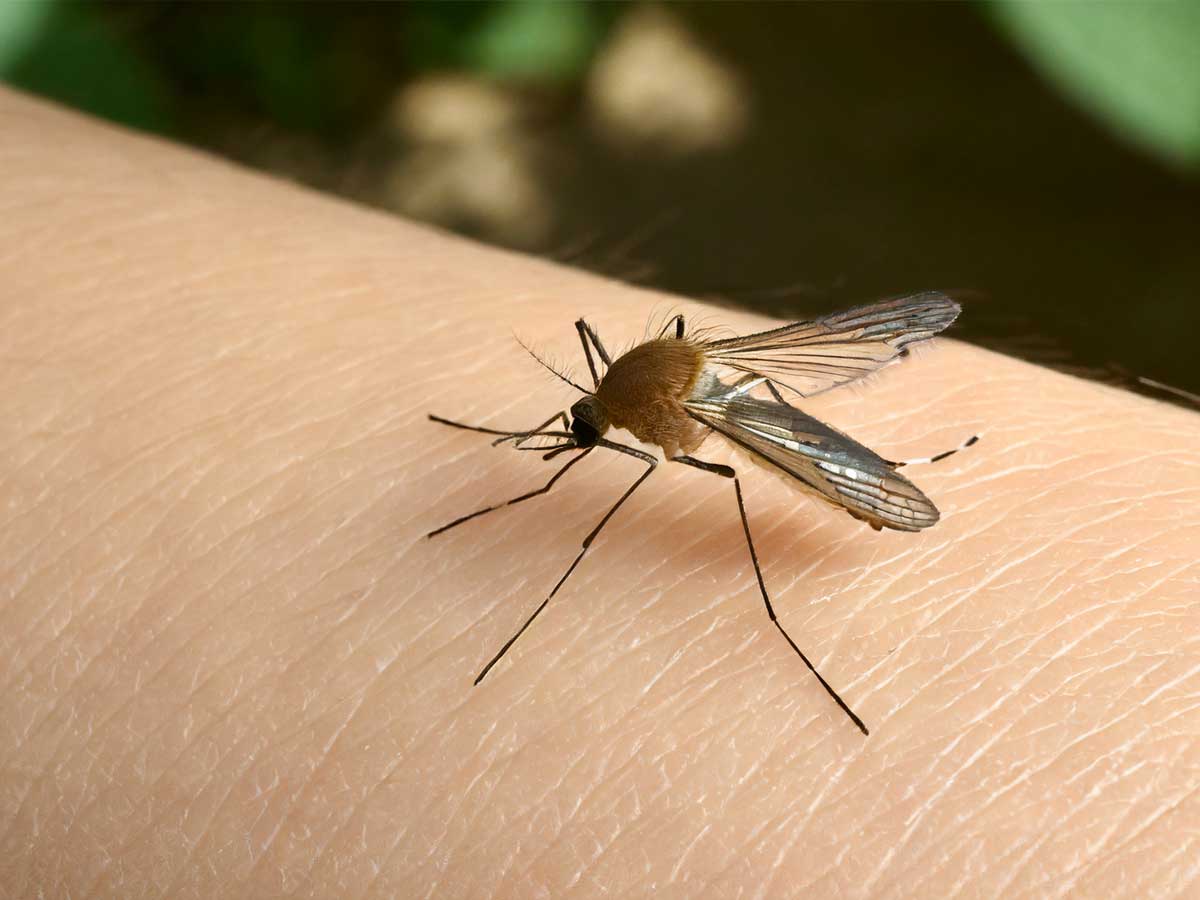Mosquito on an arm