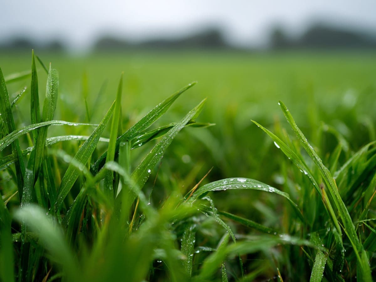 Green grass