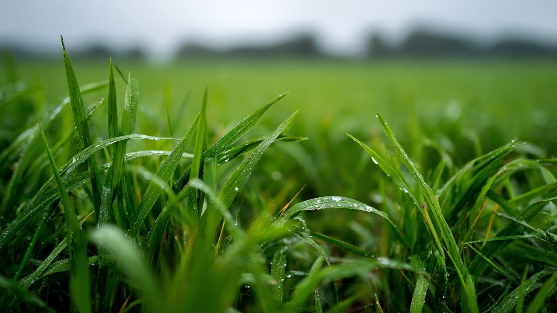 Green grass
