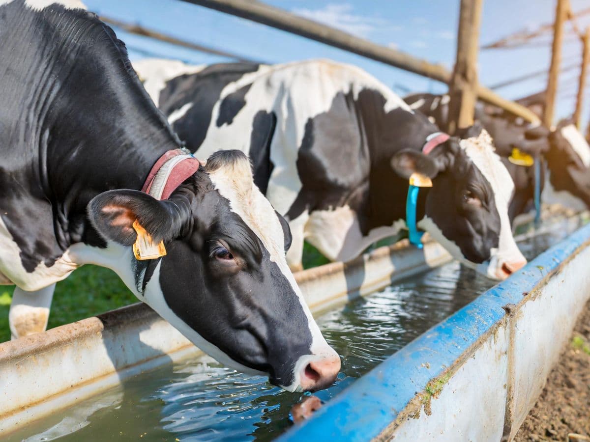 Cows drinking water from a trough on a farm
