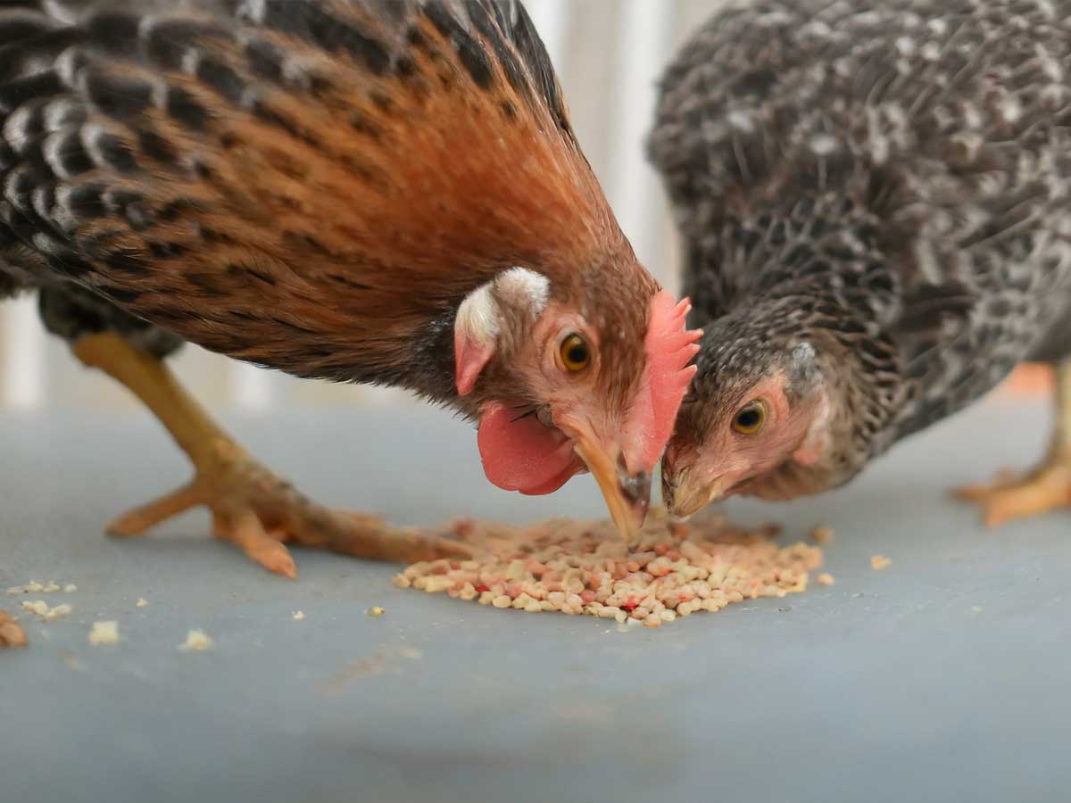 Farm chickens pecking at feed