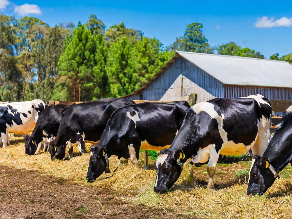 Cows drinking water from a trough on a farm