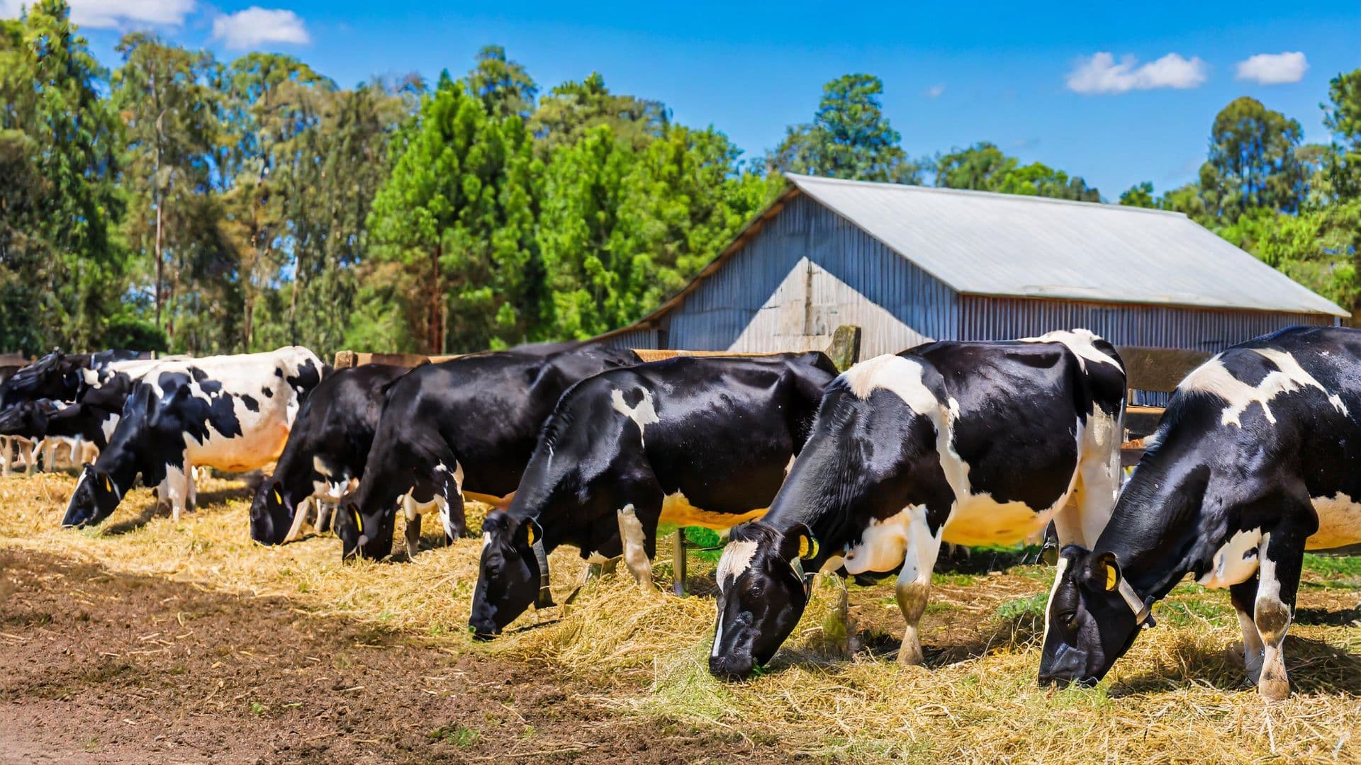Cows drinking water from a trough on a farm
