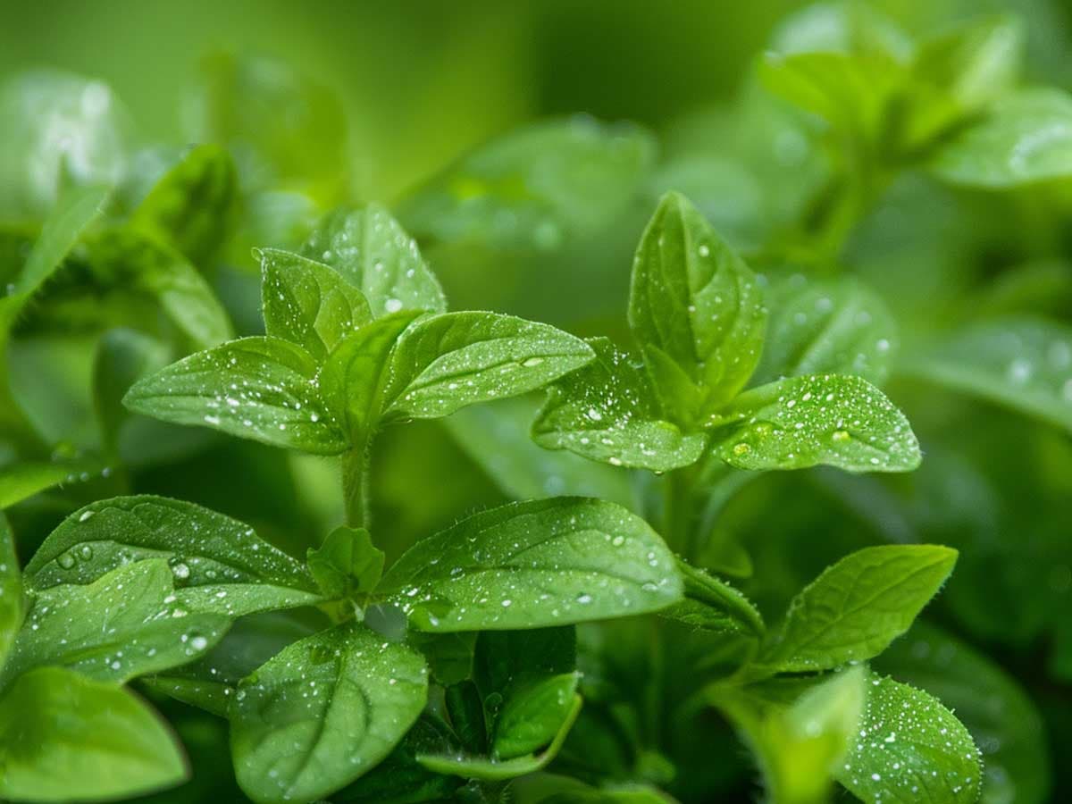 Close-up of broadleaf weeds