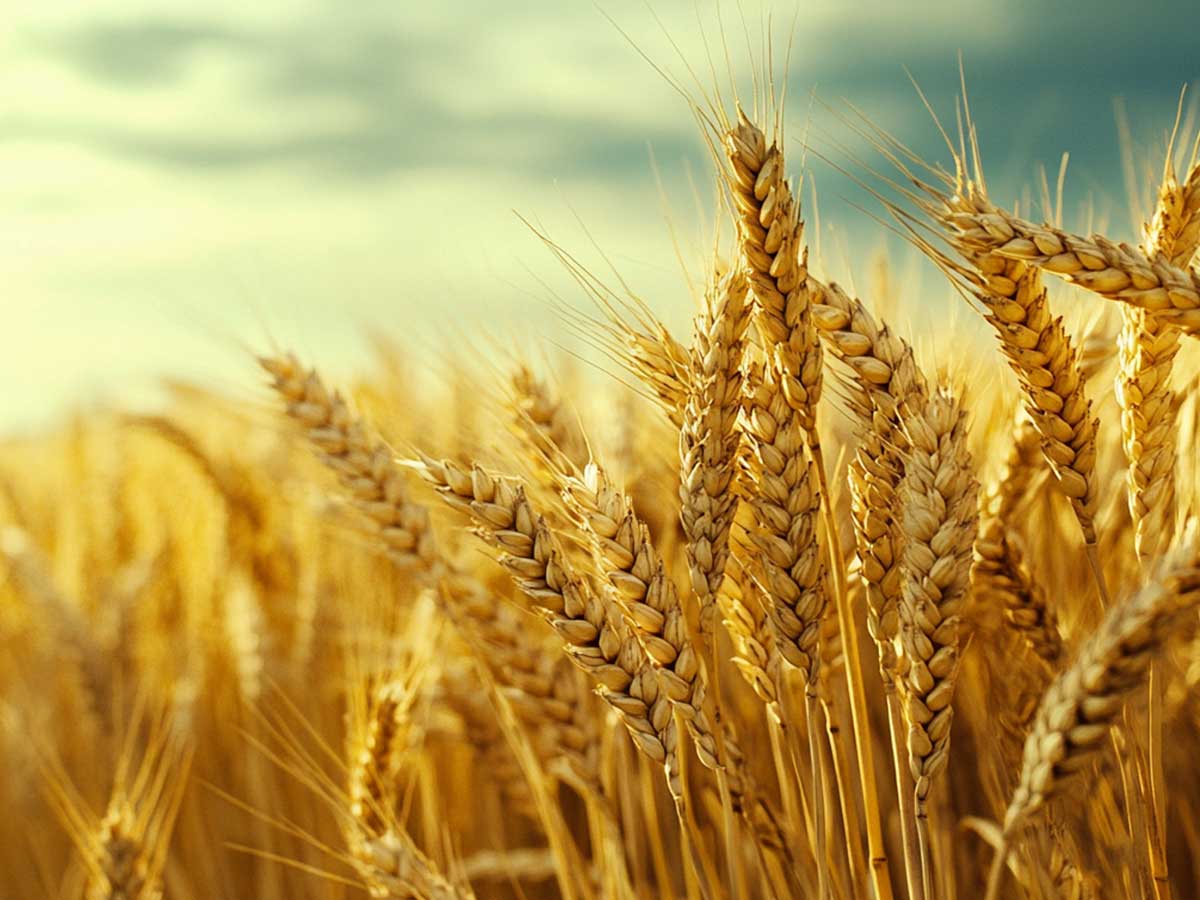 wheat field