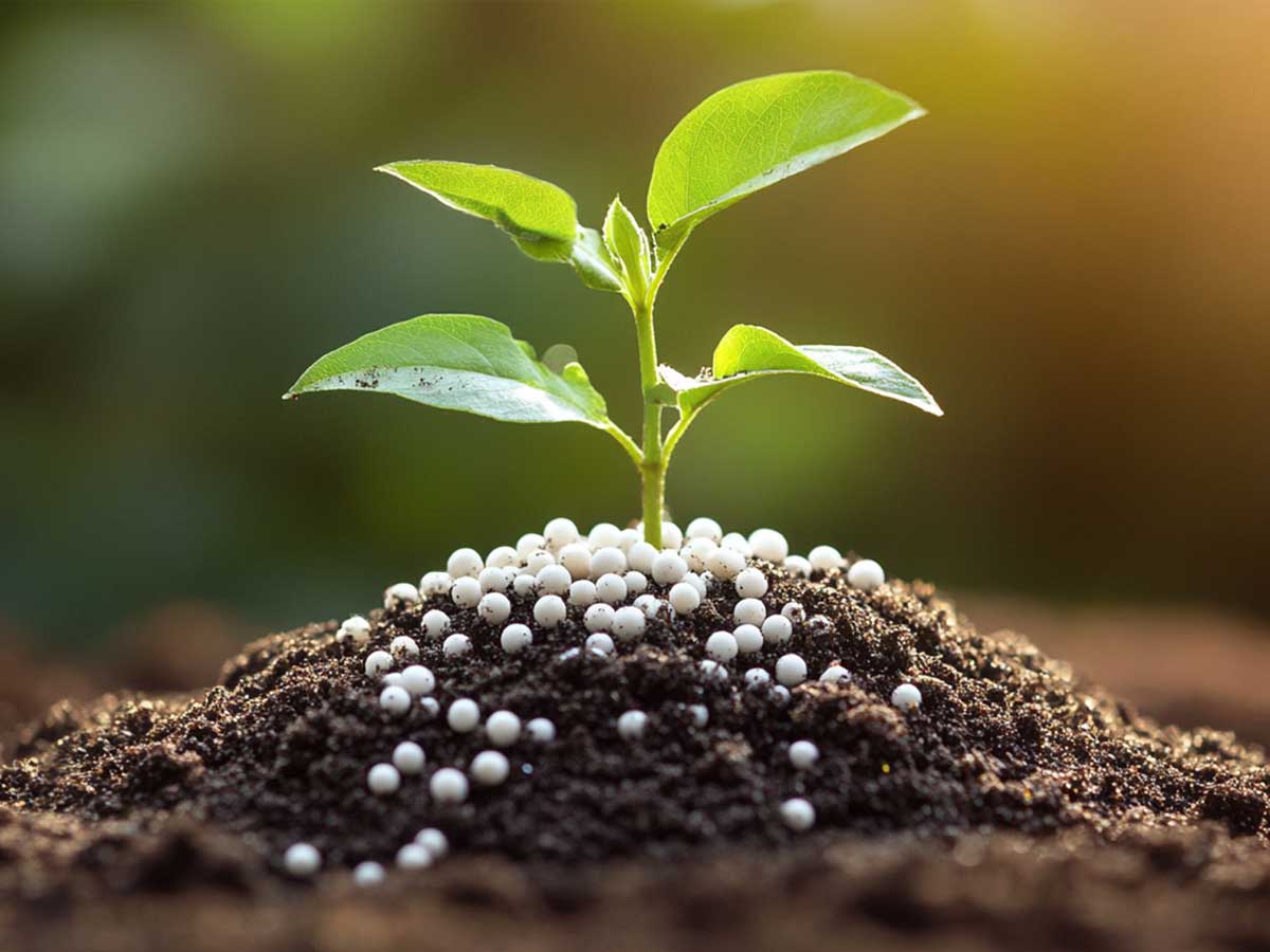 Fertilizer on plant