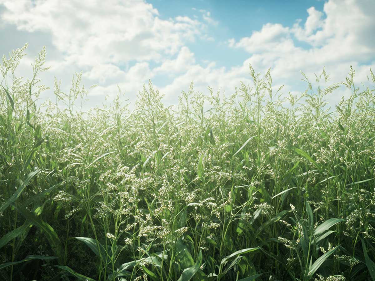 Broadleaf grass