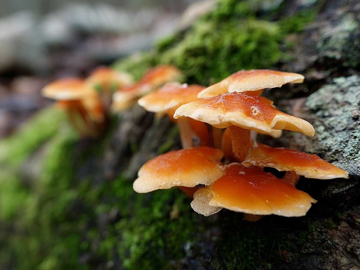 Fungi