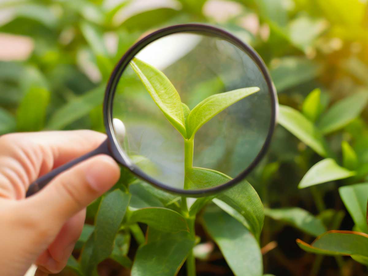Magnifying glass over a plant leaf