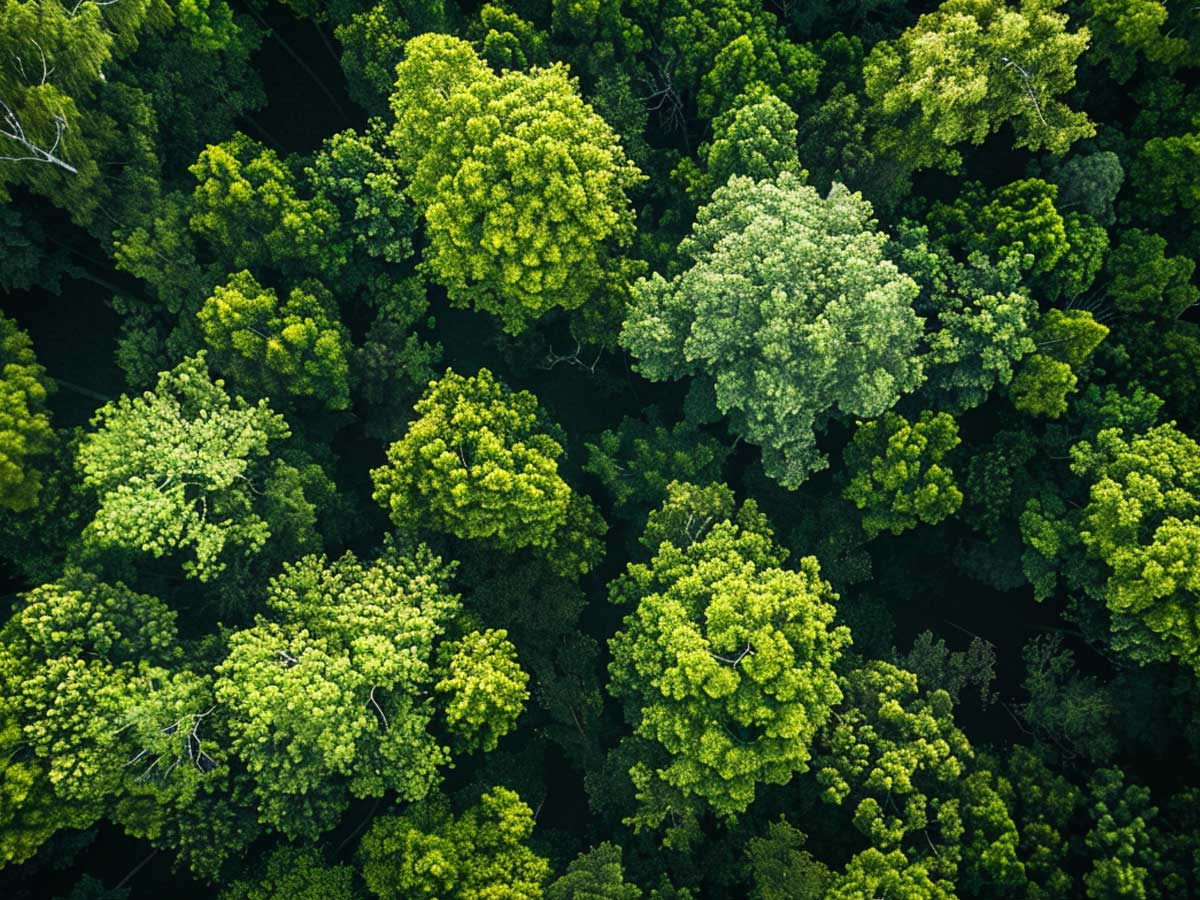 Trees from air