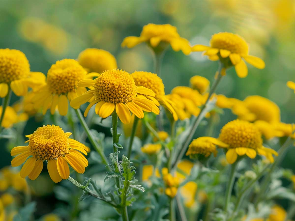 Mature flowers of Tanacetum Cinerariifolium